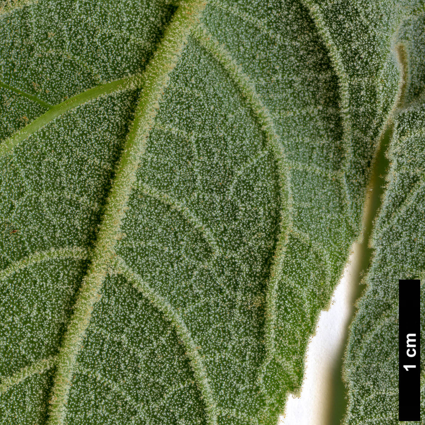 High resolution image: Family: Araliaceae - Genus: Tetrapanax - Taxon: papyrifer